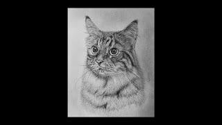 Oskar "BOBO" The Cat Drawing By EdgarsArt