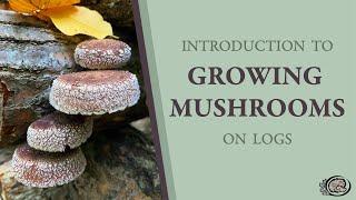 Introduction to Growing Mushrooms on Logs