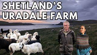 From Sheep to Skein: The Magic of Shetland Wool at Uradale Farm  behind the scenes tour & interview