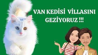 Van CAT - We visit the Van CATS Villa '2021' (Turkey's Most Precious Cat / Van Logs)