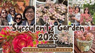 Vườn Sen Đá Aeonium 2025 : Succulents Garden Full of Aeonium #succulent #sen #senda