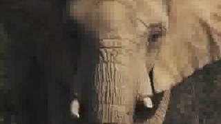 In Defense of Animals: Elephants