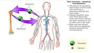 Bone processes - resorption and deposition, remodeling and response to stress in adult bones