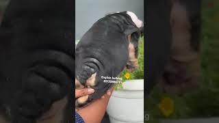 English bulldog import pedigree high quality #akpetshop #puppy #petshub #bulldog