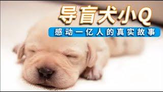 《导盲犬小Q》真实故事改编，一只拉布拉多导盲犬感人的一生，平凡而伟大