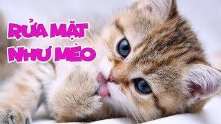 Rửa Mặt Như Mèo - Meo Meo rửa mặt như Mèo - Bé Mon | Nhạc Thiếu Nhi Vui Nhộn Sôi Động Hay Nhất