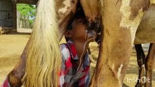 village Boys drinking cow milk from cow/cow milking videos/cow milk/indian village