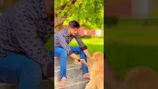 A1 adventure dog  #shorts #safar