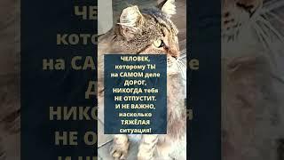 Человек, которому ТЫ... #котики #психология #цитаты #цитатысосмыслом