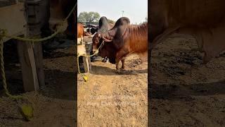 Heavy Sahiwali Cow | Big Size Qurbani Cow 2025 | Mera Shauk Official