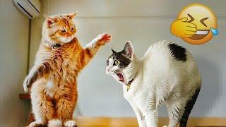 Funniest Cats and Dogs ️ Best Funny Video Compilation 