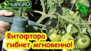 ️ВНИМАНИЕ! ФИТОФТОРА-2025! Она уже пришла! Чем срочно обработать томаты и огурцы от болезней.