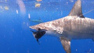 School of Hammerhead Sharks Feeding 4K Footage  | Two Conchs Sportfishing