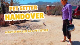 a pet sitter HANDOVER | VIPets #cat #animal #dog #vipets