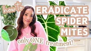 get rid of spider mites | 1️⃣ treatment | step by step | all natural