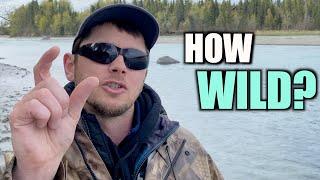 Are Alaska’s King Salmon even WILD anymore? Epic Kenai River Fishing to Hatchery only