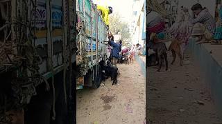 goat market #topblog #trending #shortsvideo #shortsfeed