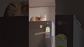 집사스토커냥~ #cat #고양이 #반려묘 #브리티쉬숏헤어 #고양이브이로그 #shorts