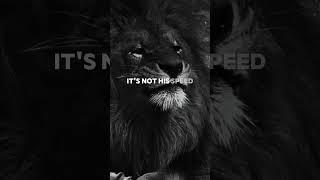 Lion mentality#motivation #lion #quotes #advice #mentality