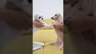 Korea drama "Extraordinary Attorney Woo" / Dachshund Malrang / Netflix