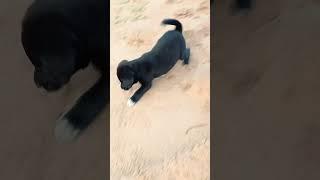Wow  Cute Puppy  #shorts #youtubeshorts #puppy #dog #funny