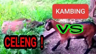 BABI HUTAN vs KAMBING