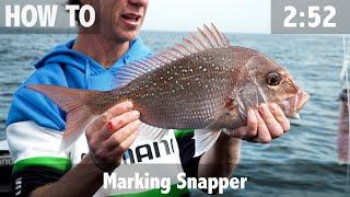 Marking Snapper: What to Look for