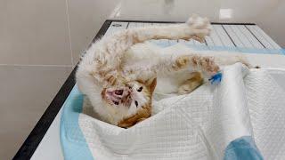Helping a cat with 10/10 scale of pain - Vet Rami Awwad