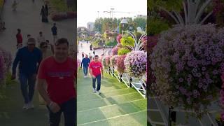 Beautiful Natural Flowers  Miracle Garden Dubai #miraclegarden #dxbramjivlogs #love #trending