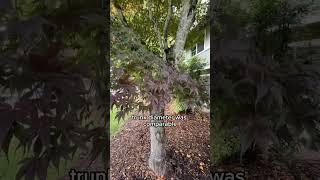 How I Got This Japanese Maple Tree for Free - Certified Arborist - Seattle, Washington