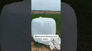 Что можно увидеть вдоль белорусских дорог в августе