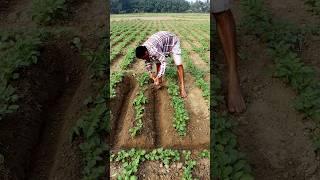 Proper Earthing up Reduces Green Tubers #shorts