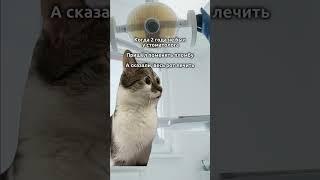 «кися» #футажи #fypシ゚viral #catmemes #cat #котики #мемыскотами #мемы #рекомендации #юмор