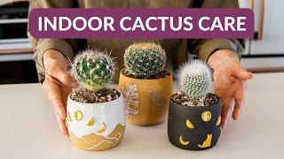 INDOOR CACTUS CARE / JoyUsGarden