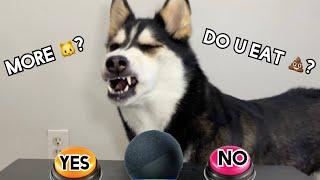 Alexa Asks My Husky YES/NO Questions! (Blames Fart on Alexa)