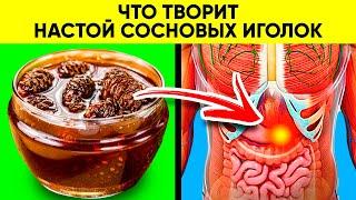 Секреты Старых Врачей! Вот Что Творит Настой Иголок Сосны! Реальная Польза и Вред Хвои Сосны!