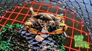 Using Crab Nets and Hand Lines to catch Louisiana Blue Crabs!