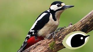 BTO Bird ID - Great & Lesser Spotted Woodpeckers