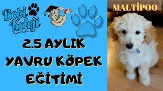 2.5 Aylık yavru Maltipoo köpeğimizi evinde eğittik. İzmir evde köpek eğitimi ile muhteşem sonuç.