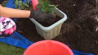 Repot strawberries in Containers || Kay4Life