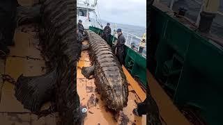 Giant Sea Monsters Caught by Fishermen! #GiantSeaCreatures #FishingDiscoveries #OceanMysteries