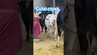 Qurbani Ka Rang Aur Khatra || maweshi mandi #cowmandi #cattlemarket