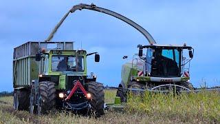 MB-trac 1300 und John-Deere Sound beim Maishäckseln `24 ...Kaweco Umfall...