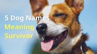 5 Dog Names Meaning Survivor