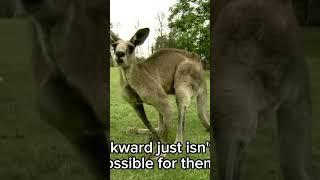 Fun facts about kangaroos #shorts #animals #kangaroos#australia