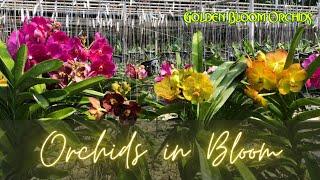 Orchids in Bloom @ Golden Bloom Orchids