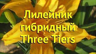 Лилейник гибридный Три Тайерс. Краткий обзор, описание характеристик hemerocallis Three Tiers