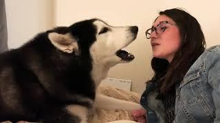 ANGRY Husky YELLS at human for leaving him alone