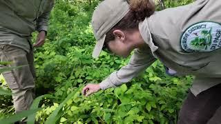 Collecting Wild Geranium Seed at a DuPage Forest Preserve