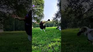 Щенок австралийской овчарки - роллы, начало   #dogfrisbee #dogtraining #frisbeedog